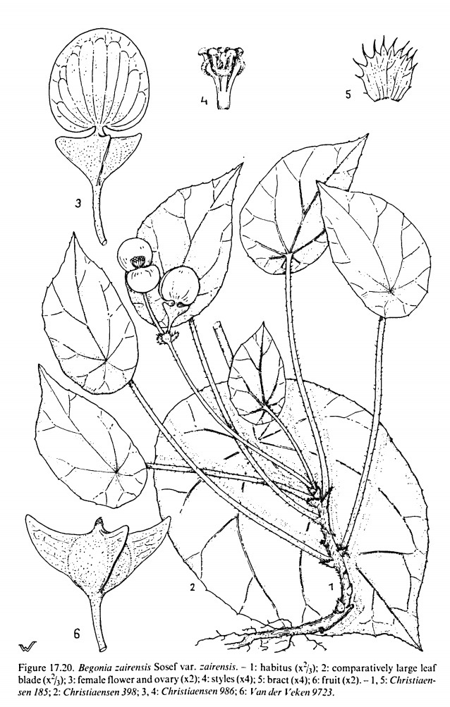 B. zairensis var. zairensis